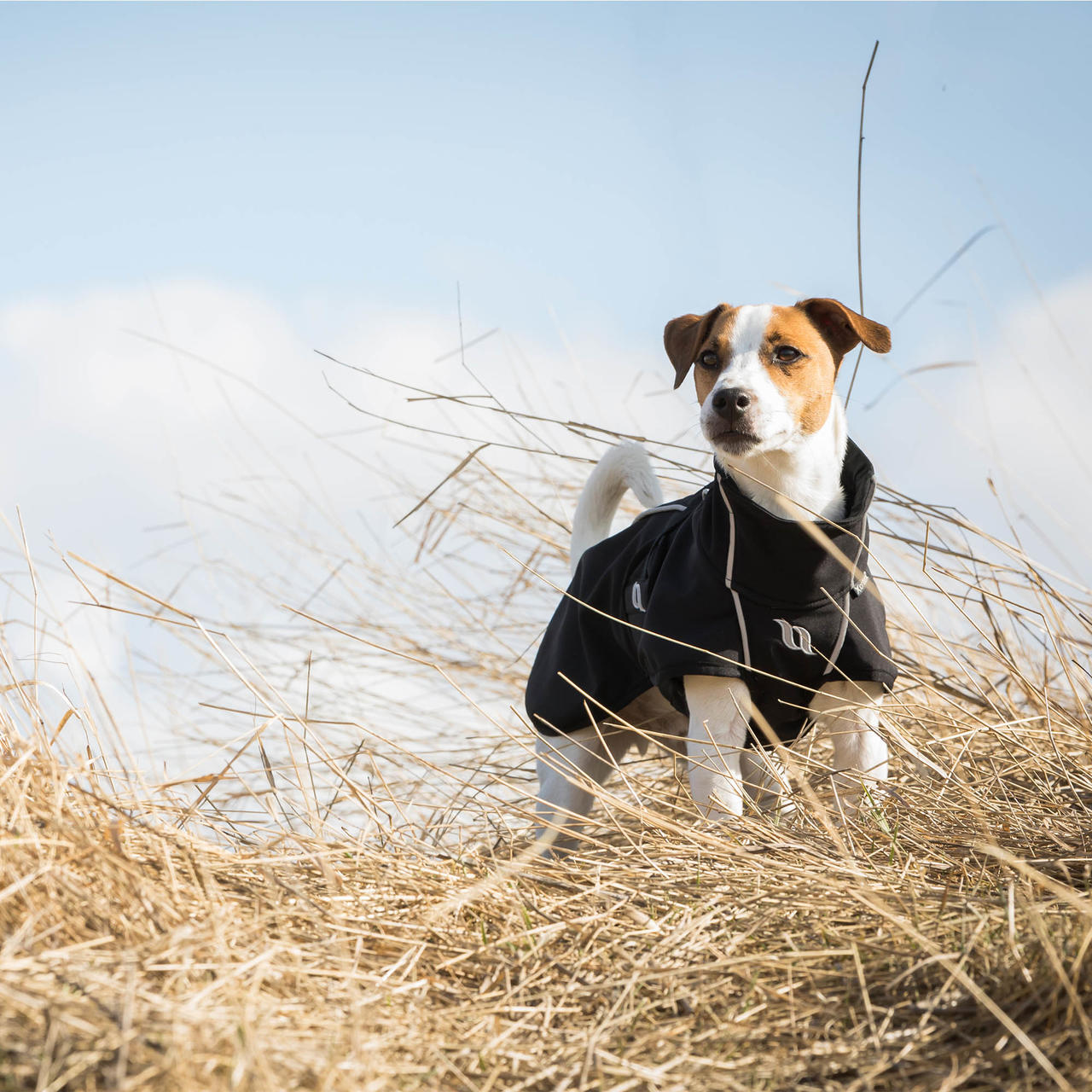 Back on Track Bark Allround Manteau pour chien