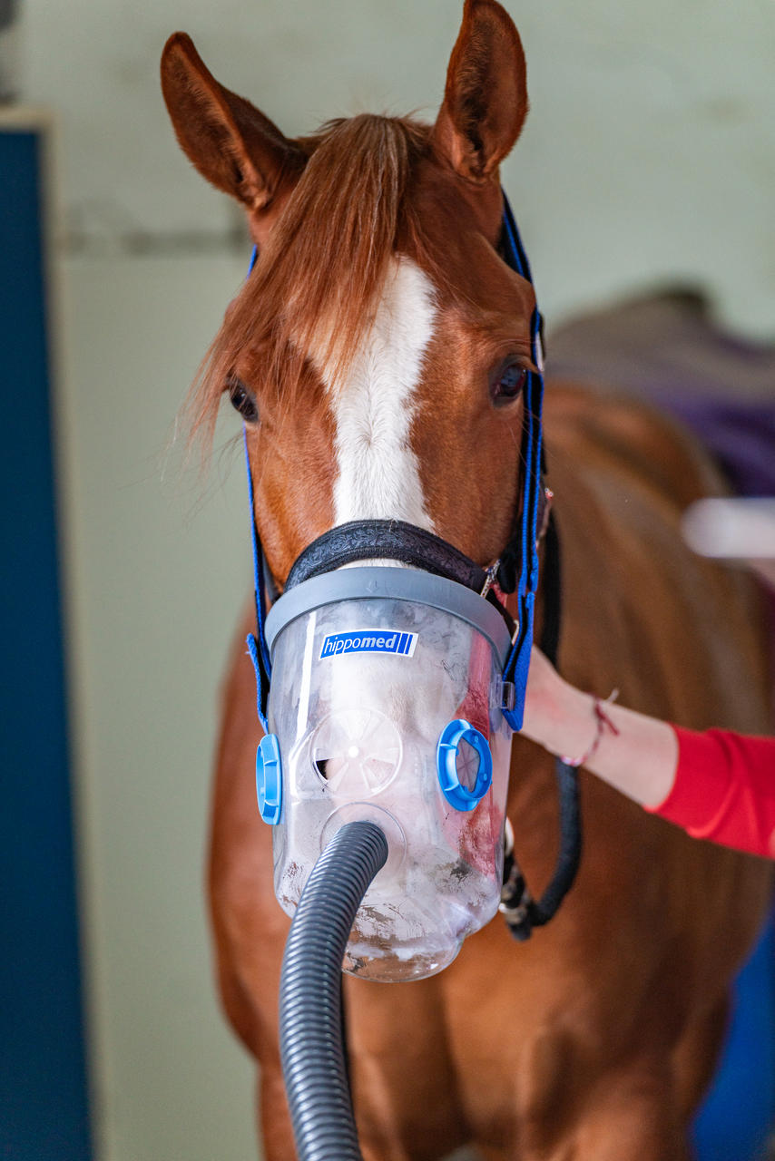 Hippomed AirOne Inhalateur à ultrasons pour chevaux, masque inclus