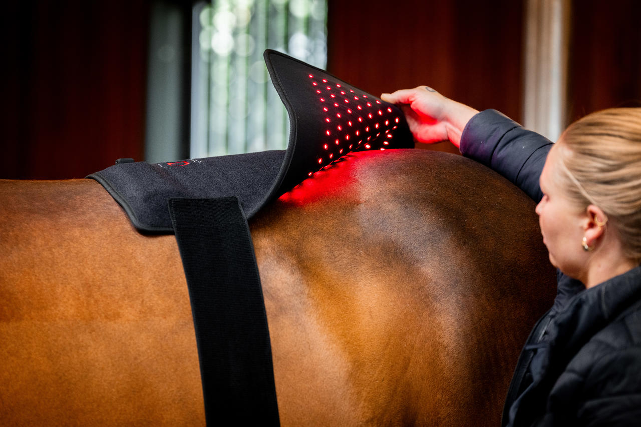 Horseware Pad de thérapie par lumière rouge LED