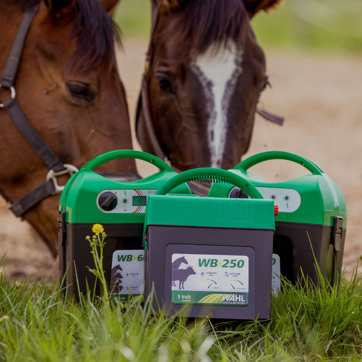 Appareil de massage THUMPER® EQUINE PRO Appareil de massage THUMPER® EQUINE PRO