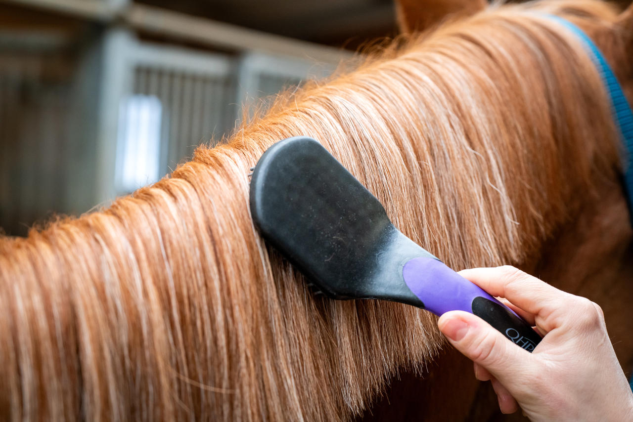 QHP Brosse pour la queue et la crinière
