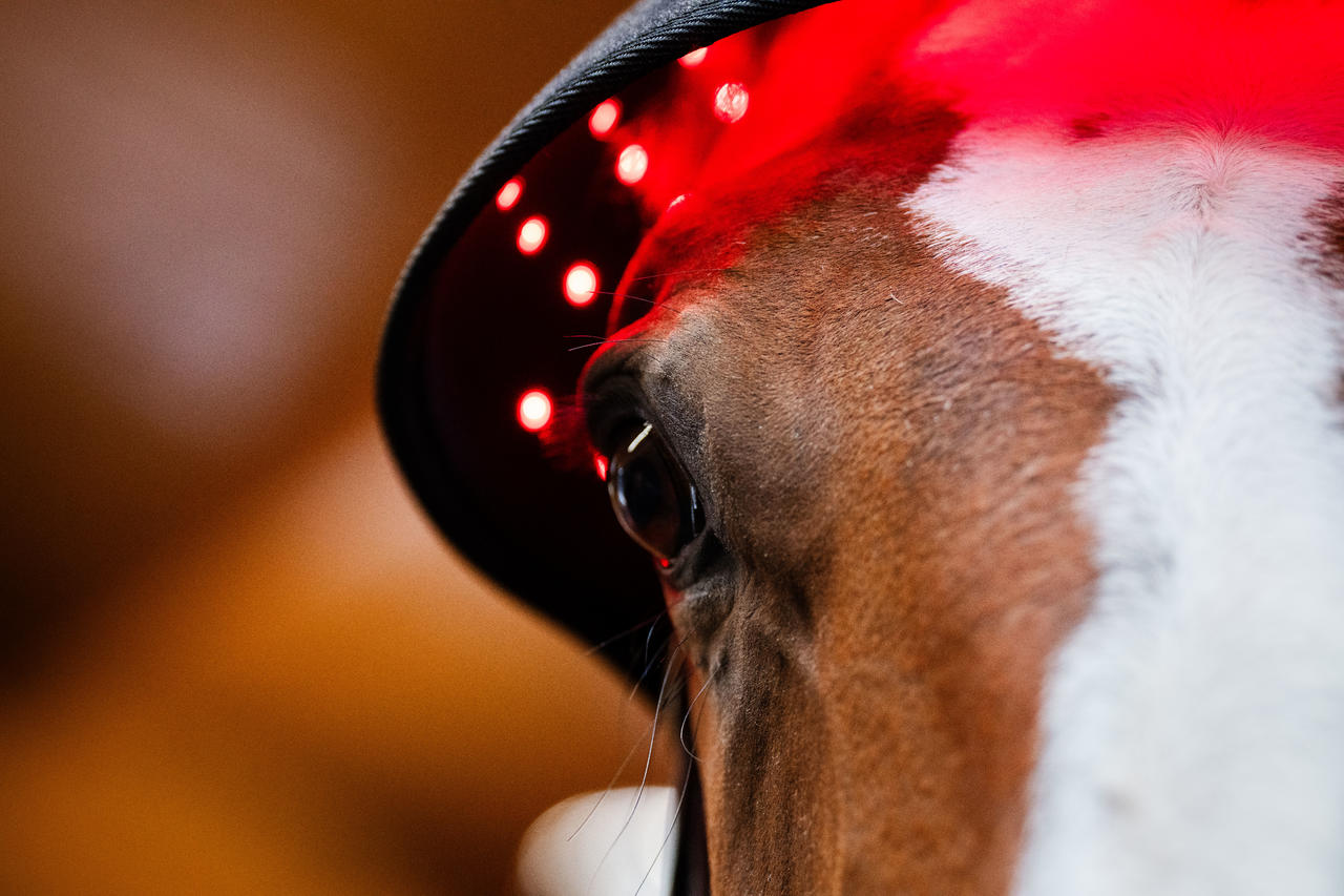 Horseware LED Red Light Therapy Poll Cap