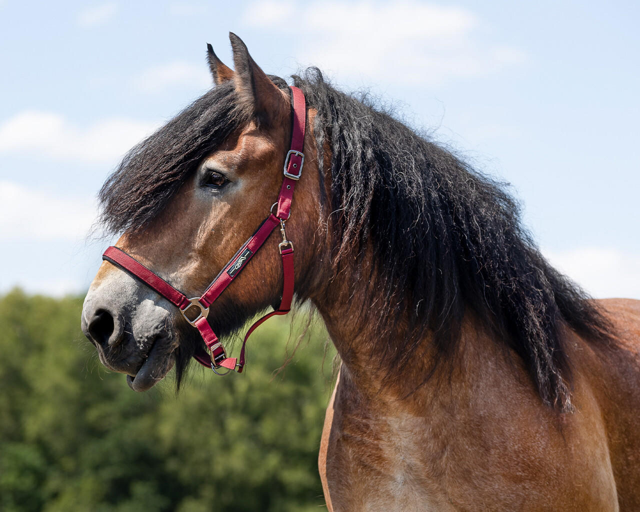 QHP Licol Deluxe cheval de trait