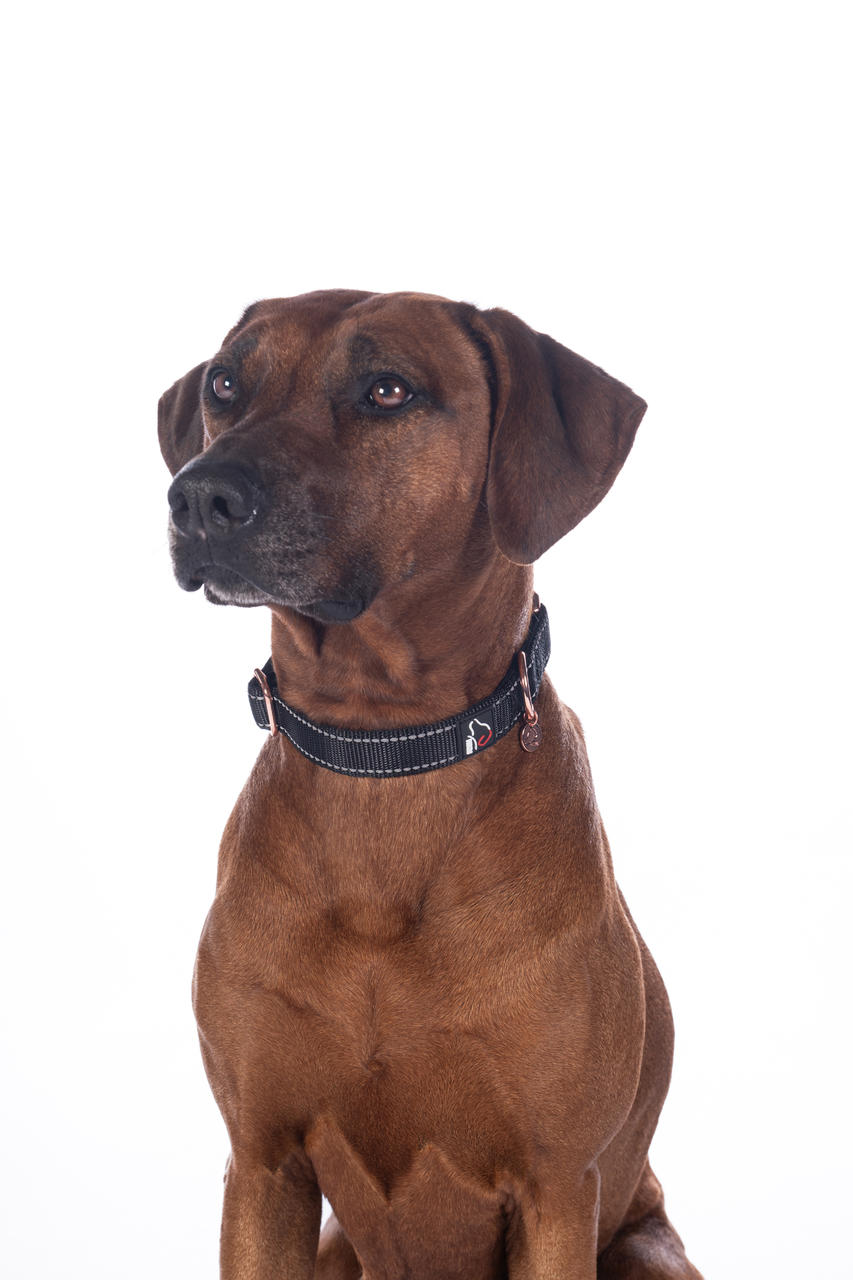HKM Collier de chien -Anam Cara- Nylon