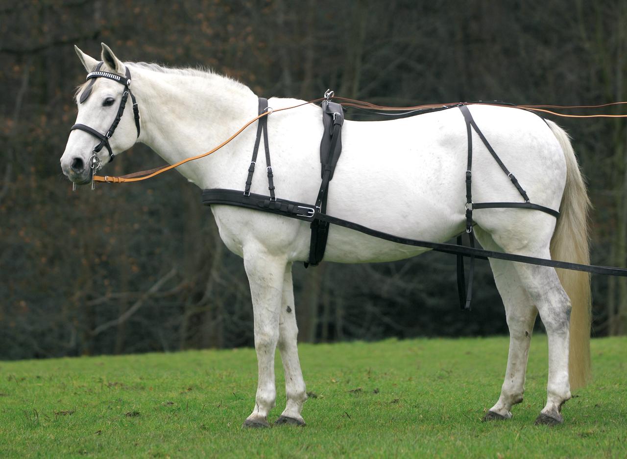Waldhausen Harnais simple economic, Pony et Shetty