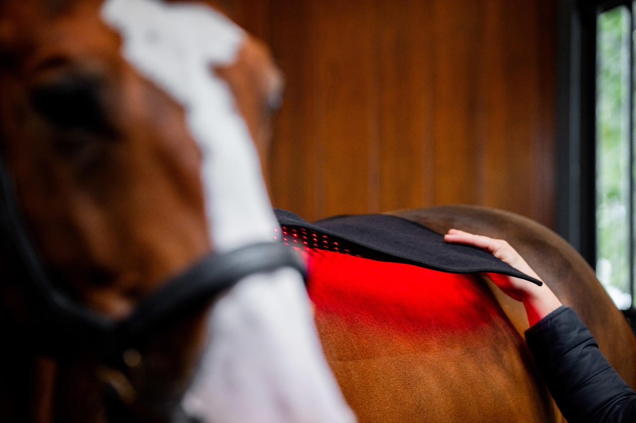 Horseware Pad de thérapie par lumière rouge LED
