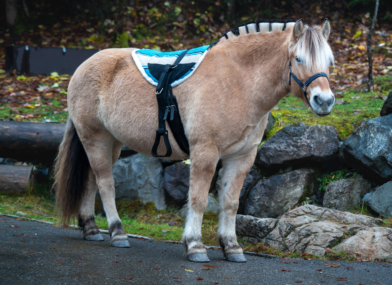 Bareback Pad Navajo