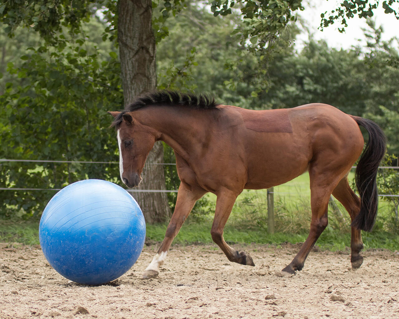 QHP Ballon pour chevaux