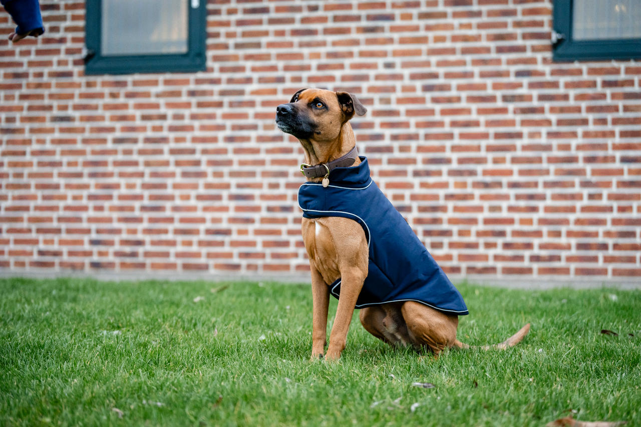 Horseware Imperméable pour Chien Signature 100g