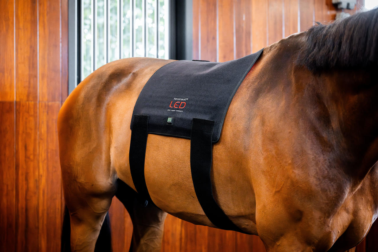 Horseware Pad de thérapie par lumière rouge LED