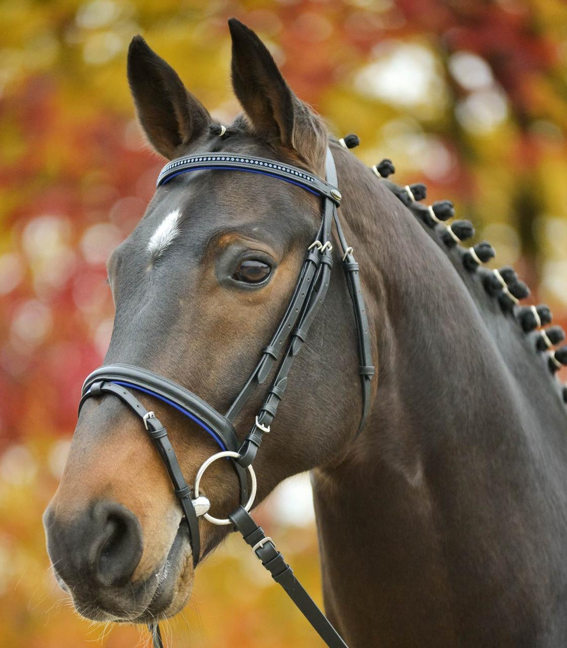 Waldhausen Bridon STAR Diamond
