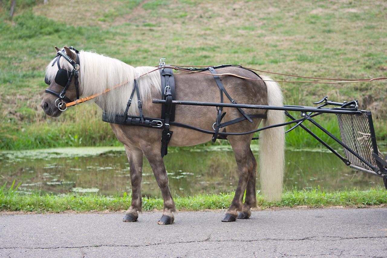Waldhausen Harnais simple economic, Pony et Shetty