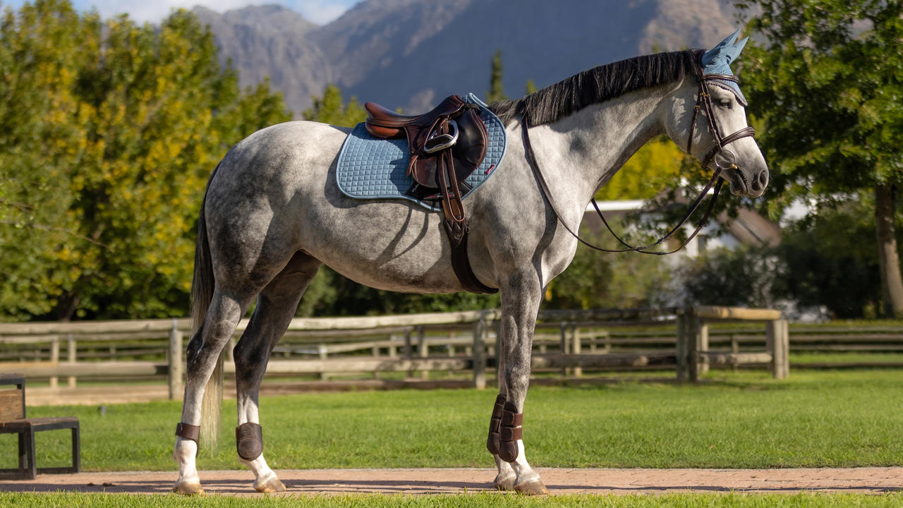 LeMieux Tapis de selle Square CSO en suédine