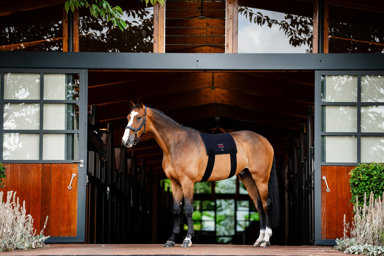 Horseware Pad de thérapie par lumière rouge LED