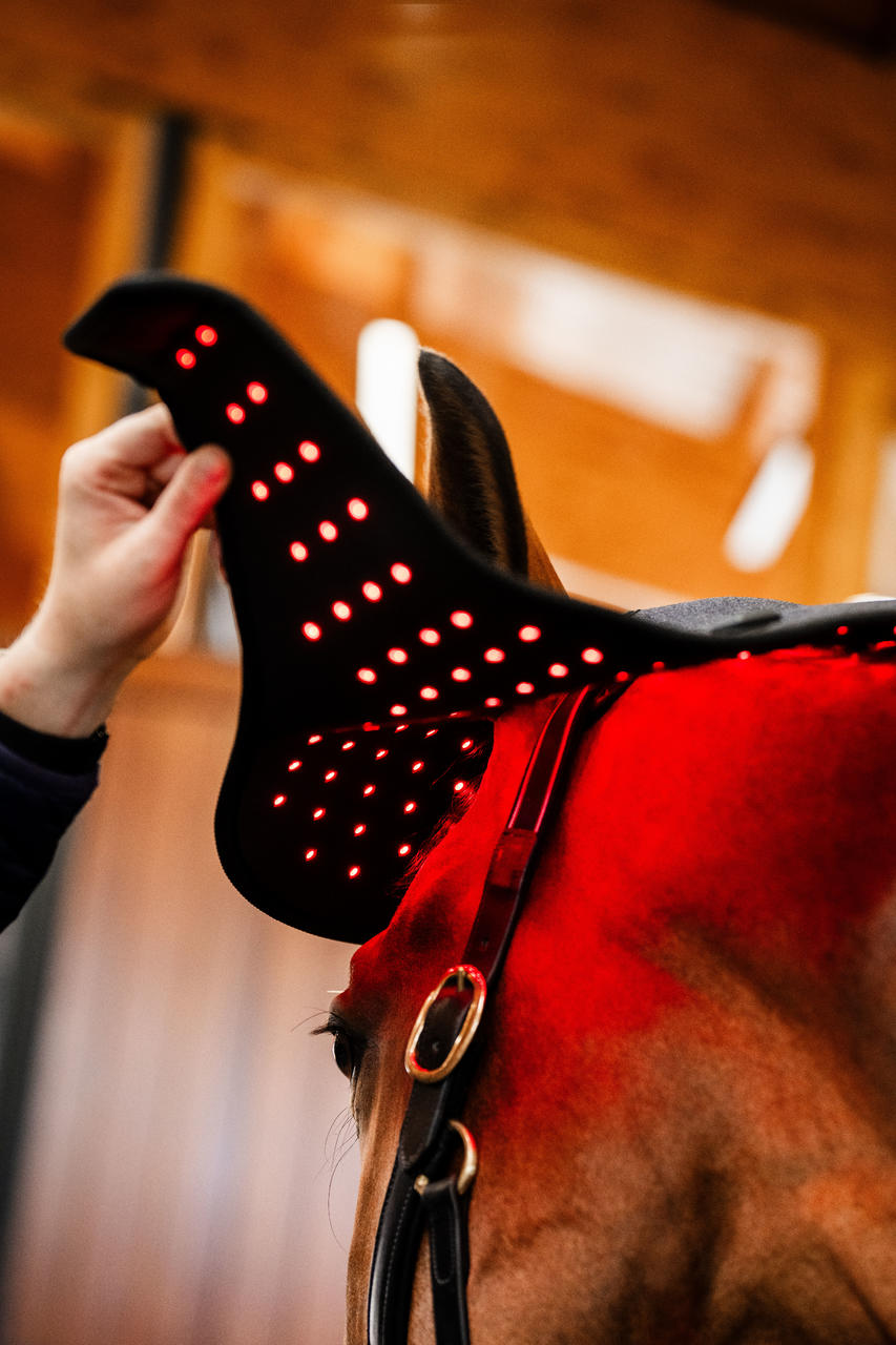 Horseware LED Red Light Therapy Poll Cap