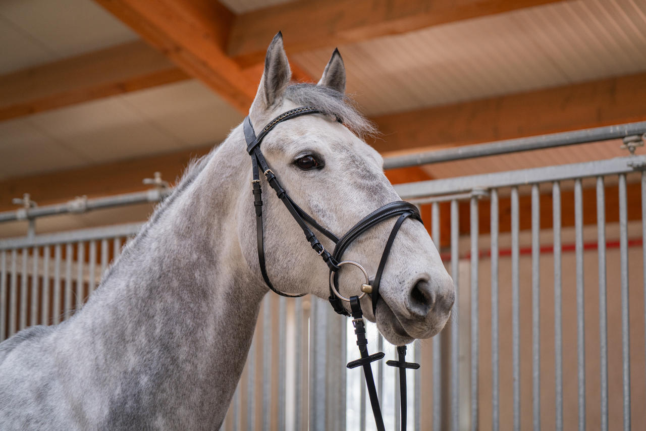 Hans Melzer Bridon Badminton