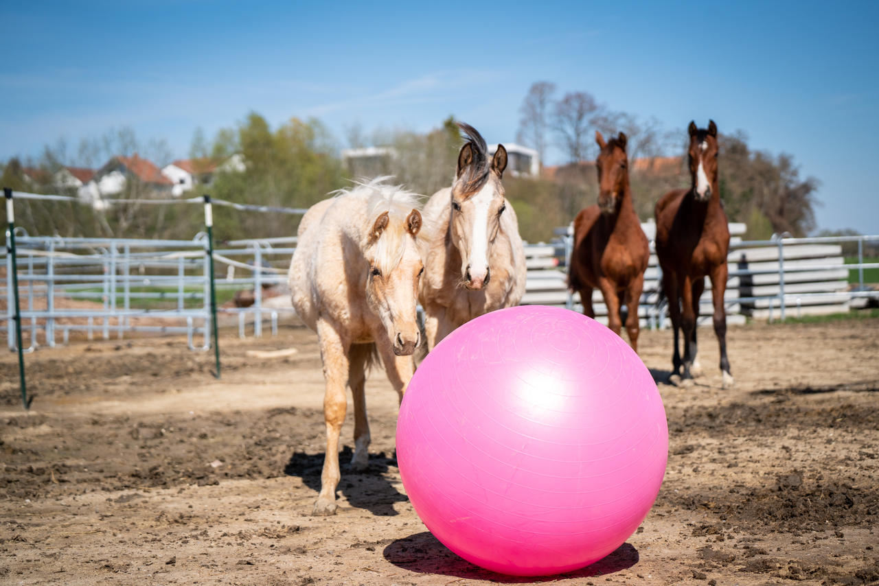 QHP Ballon de jeu pour chevaux