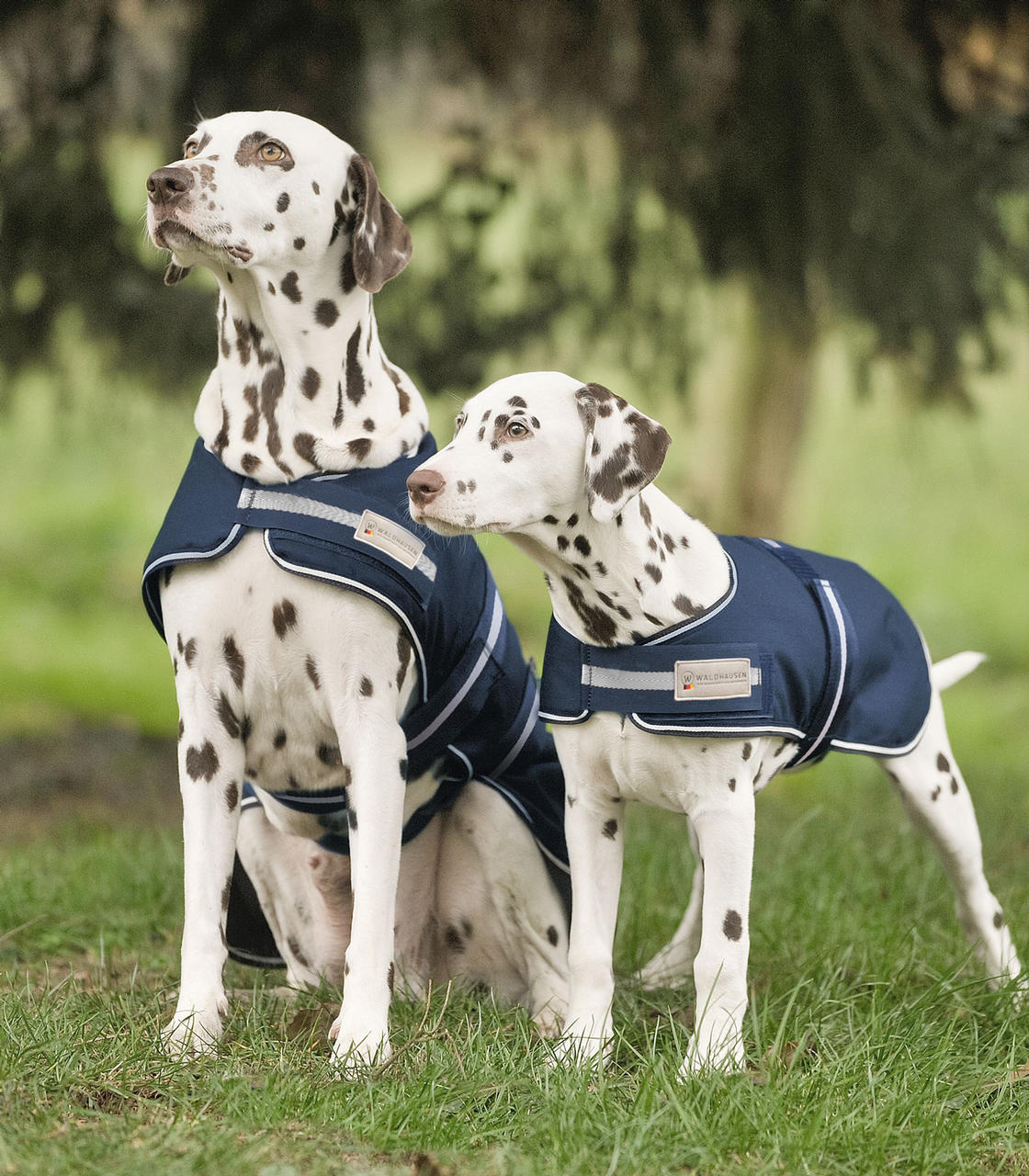 Waldhausen Couverture imperméable pour chiens