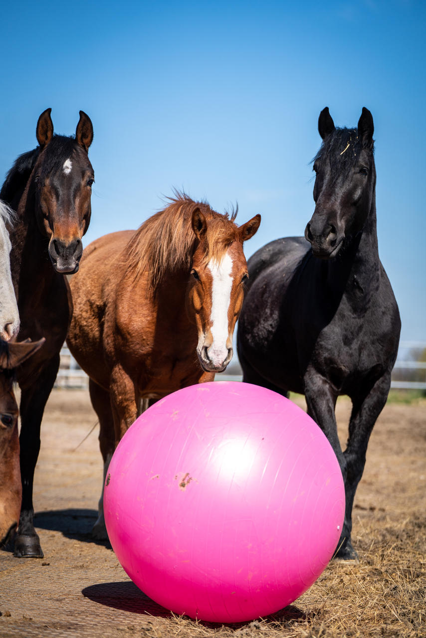 QHP Ballon de jeu pour chevaux
