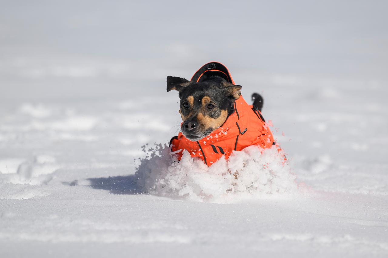 Back on Track Bark Allround Manteau pour chien