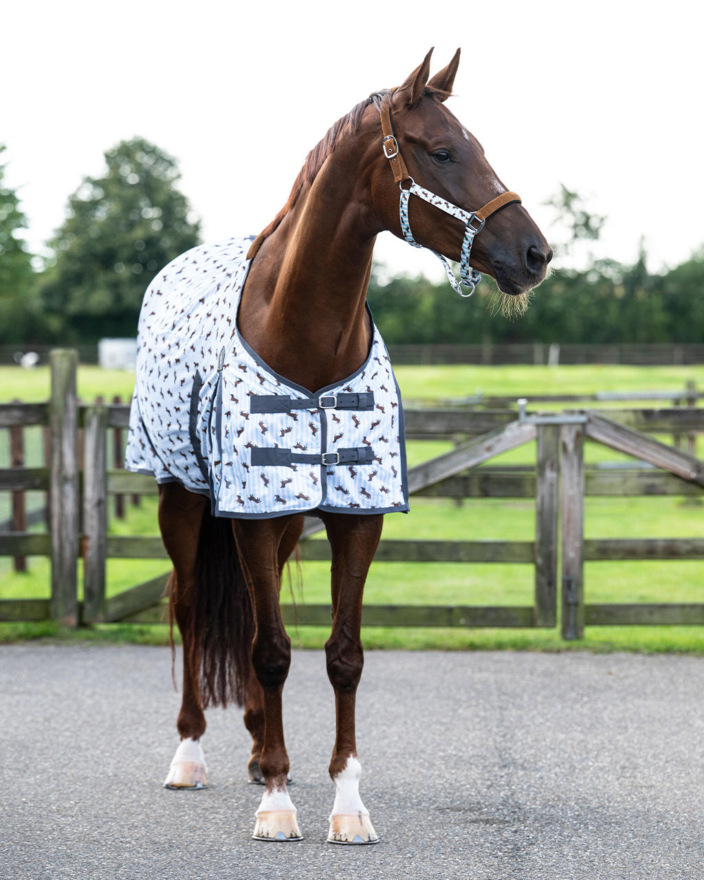 QHP Chemise anti-mouches Stable Buddy