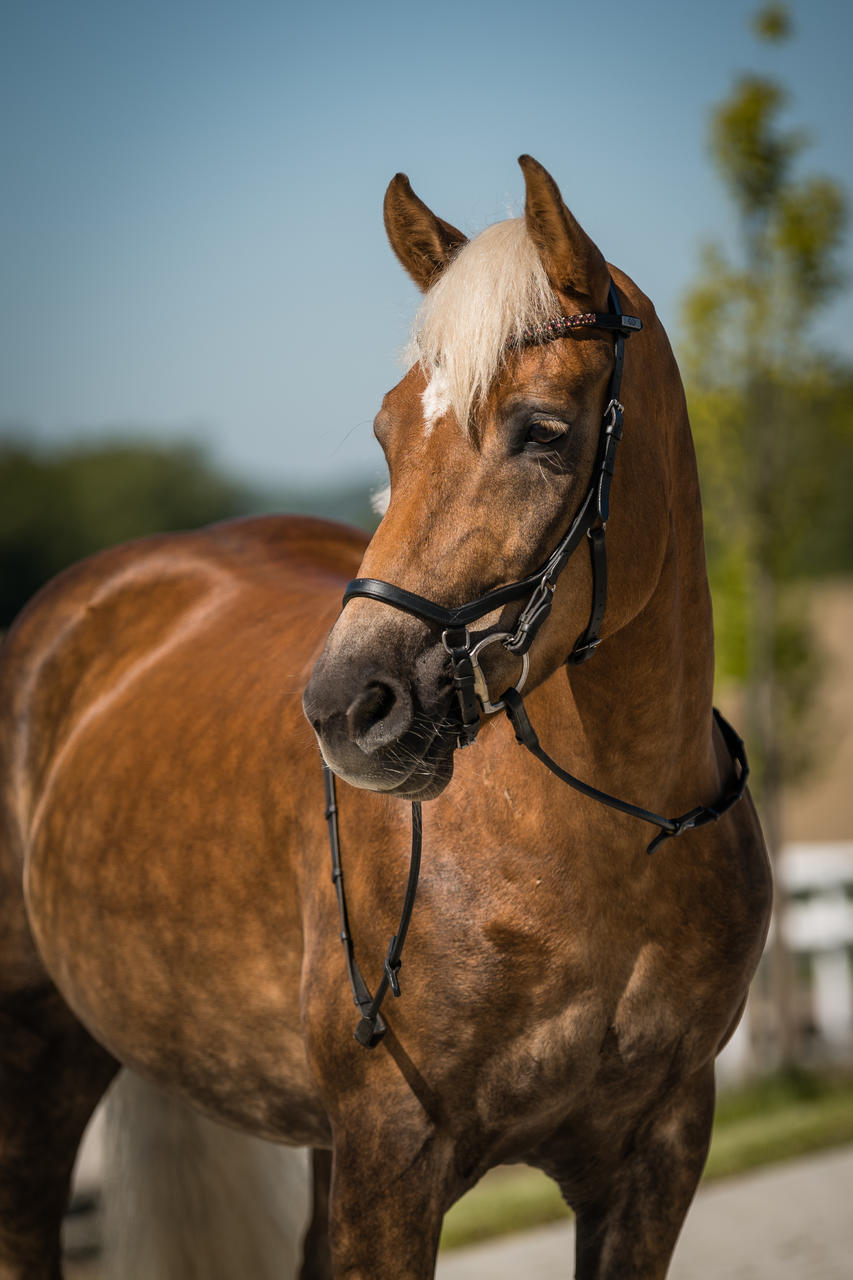 Horseware Bridon Rambo Micklem Original Competition