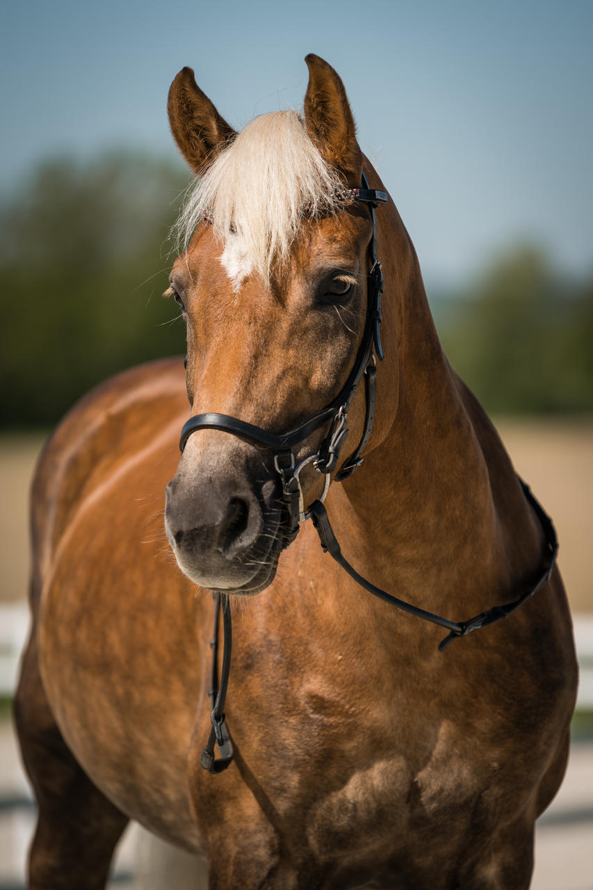 Horseware Bridon Rambo Micklem Original Competition