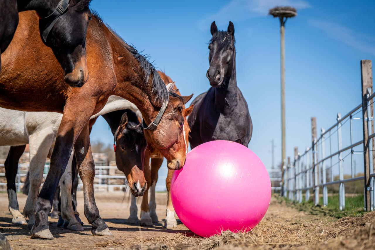 QHP Ballon de jeu pour chevaux