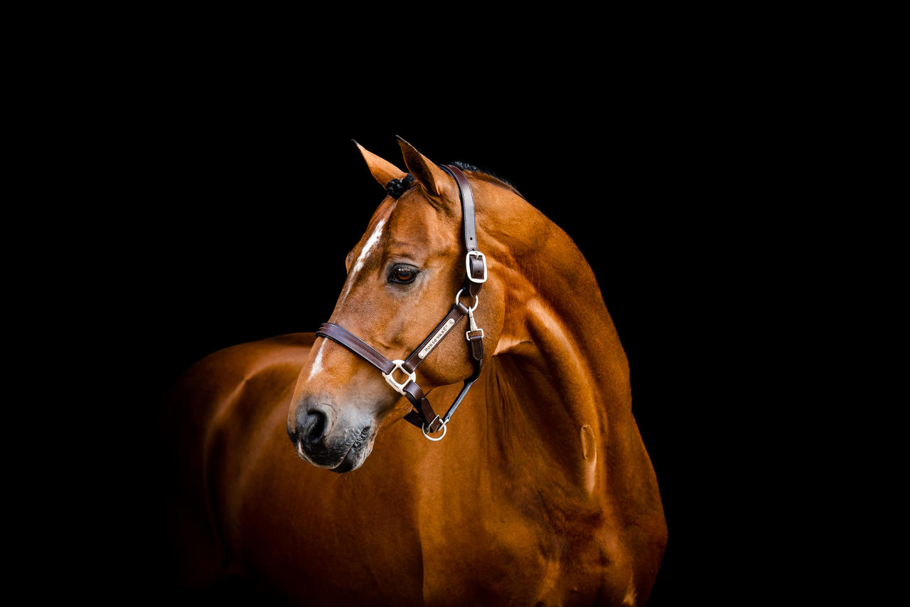 Horseware Licol Signature