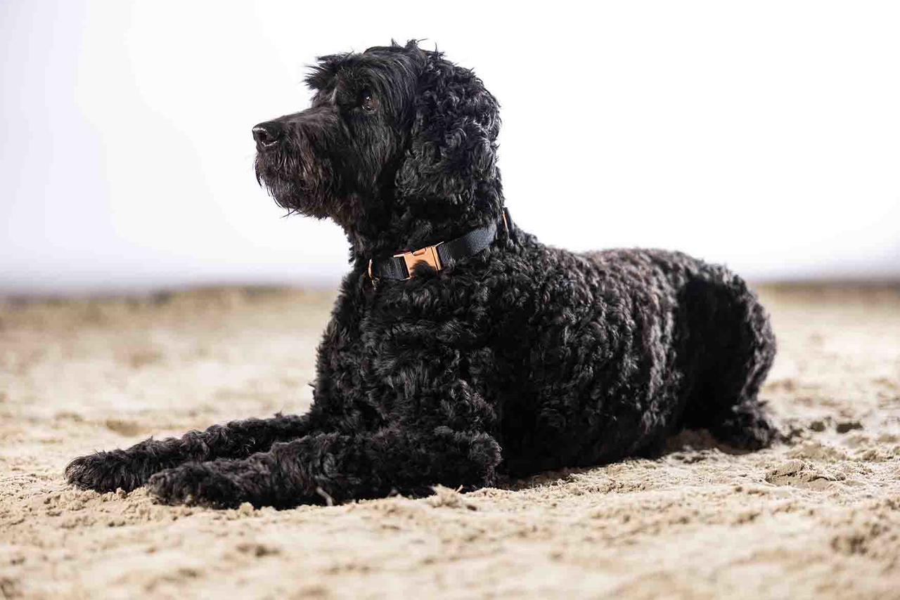 HKM Collier de chien -Anam Cara- Nylon