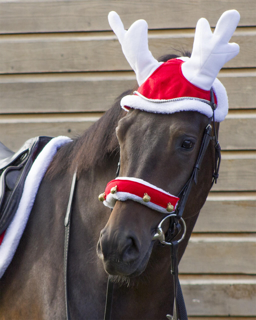 QHP Bonnet de renne Noël pour chevaux