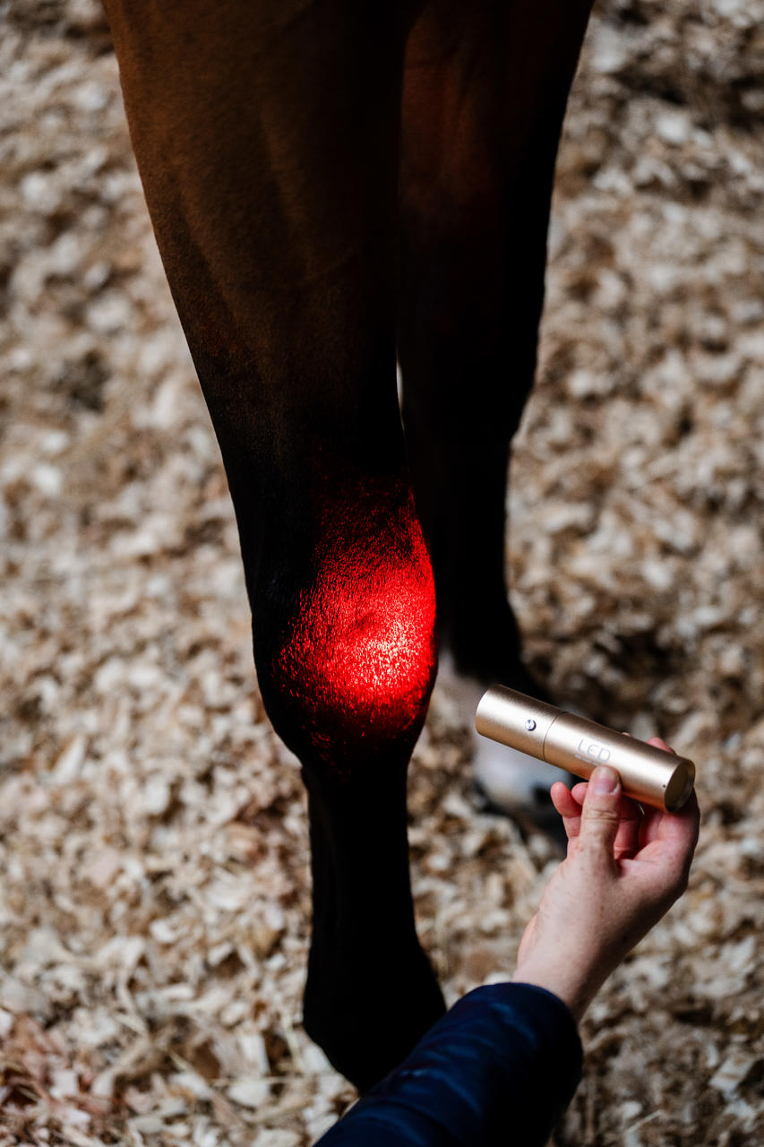 Horseware Baguette de thérapie par lumière rouge LED