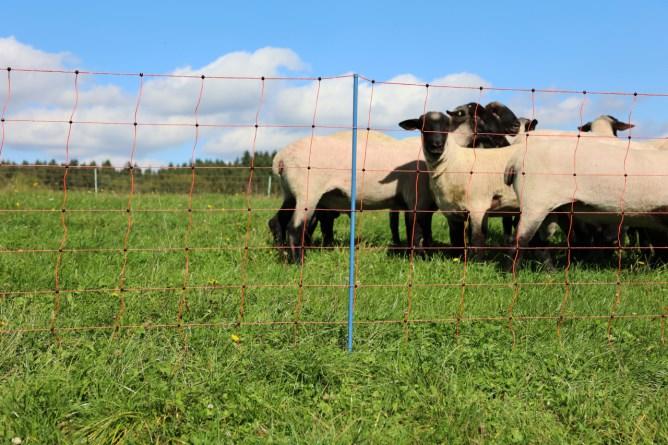 AKO OviNet Premium - filet mouton 90 cm, 50 m