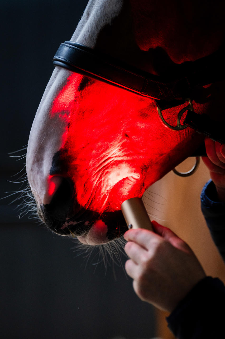 Horseware Baguette de thérapie par lumière rouge LED