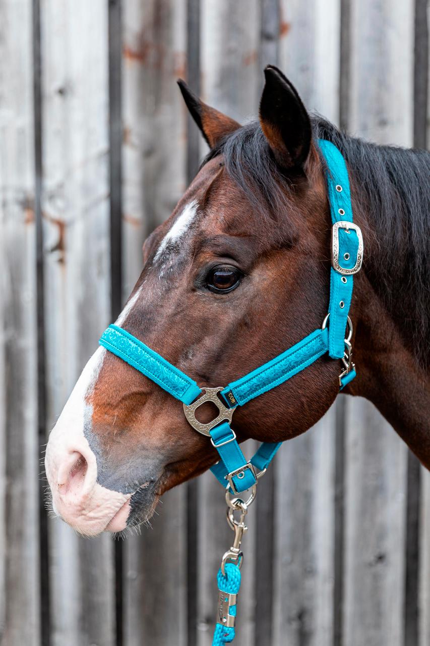 sangle anatomique V22 Lami-Cell atelier du cheval