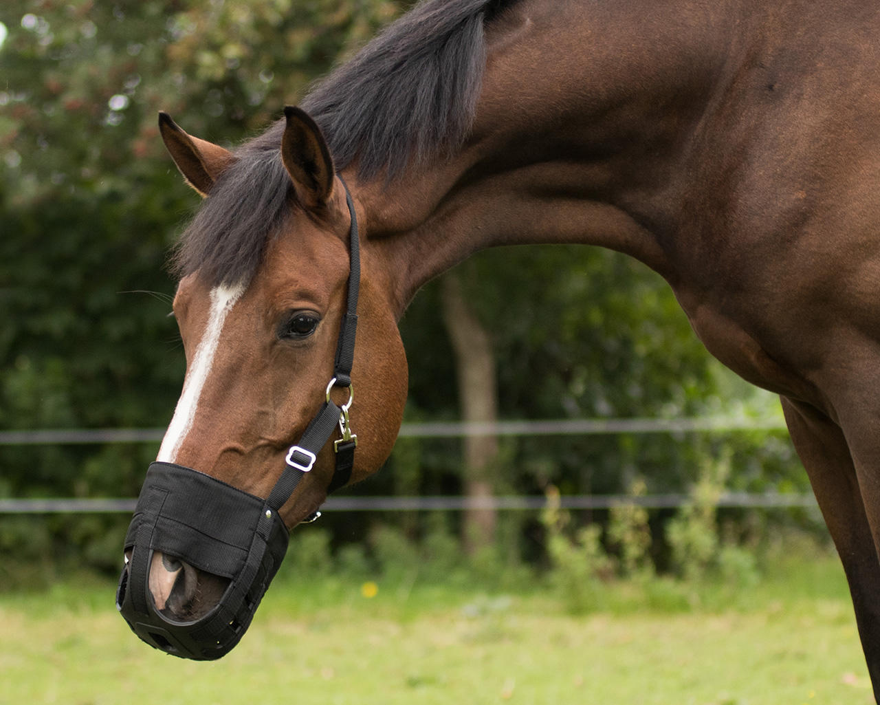 QHP Muselière cheval avec narines
