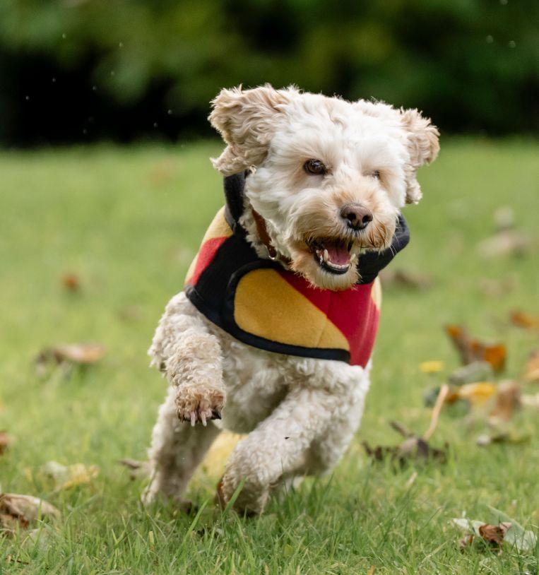 Horseware Newmarket Couverture polaire pour chien