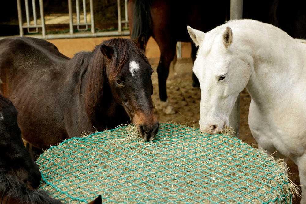 Filet à foin pour balles rondes 180x180cm - Salon du cheval